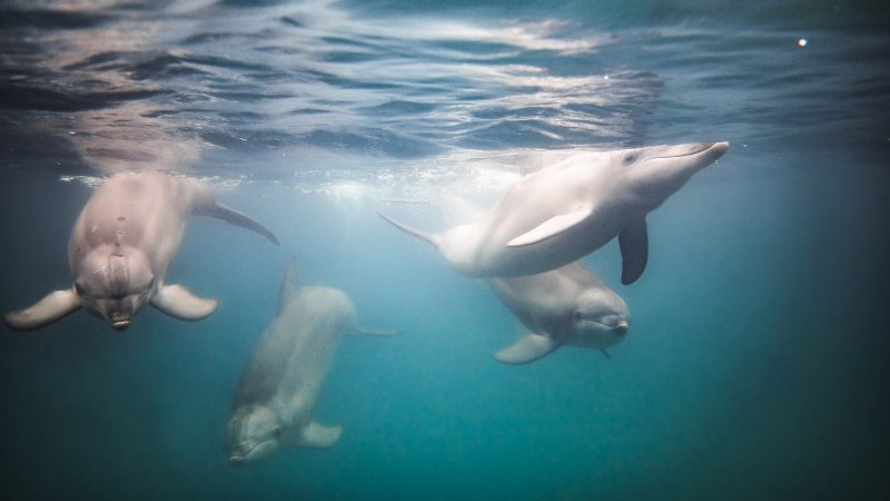 dolphins
